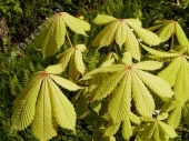Aesculus hippocastanum 'Memmingeri' 